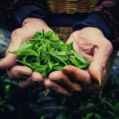 fresh tea leaves