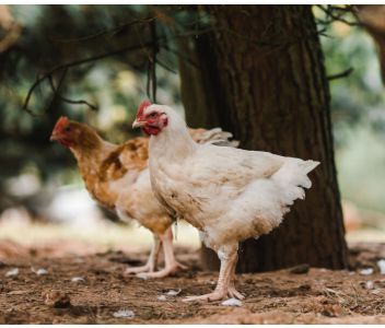 Bone Broth Bros - British Chicken With Lemon & Thyme