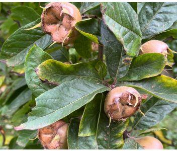 Medlar Jelly