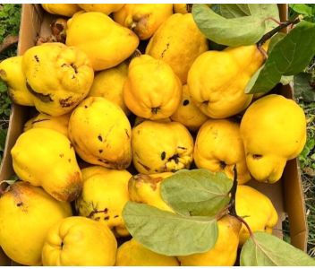 Quince Jelly