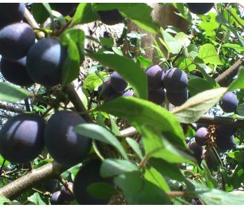 Sloe Gin Heavenly