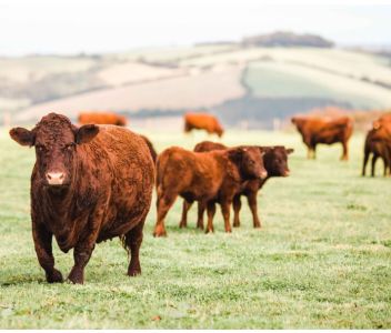Bone Broth Bros - Beef with Miso & Pink Peppercorn