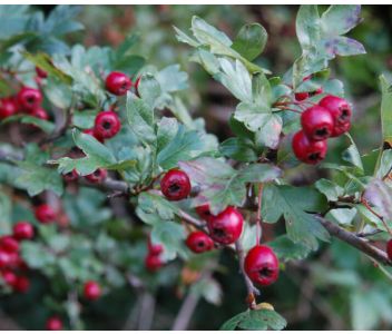 Hawthorn Jelly 