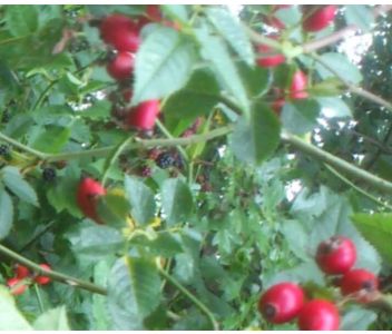 Rosehip Jelly