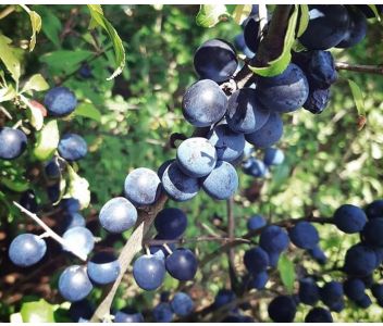 Mother's Ruin Sloe Gin