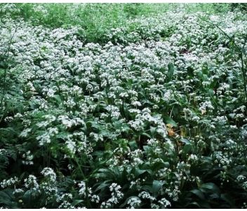 Wild Garlic Salt