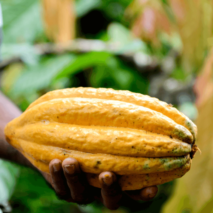 Tosier Chocolatemaker