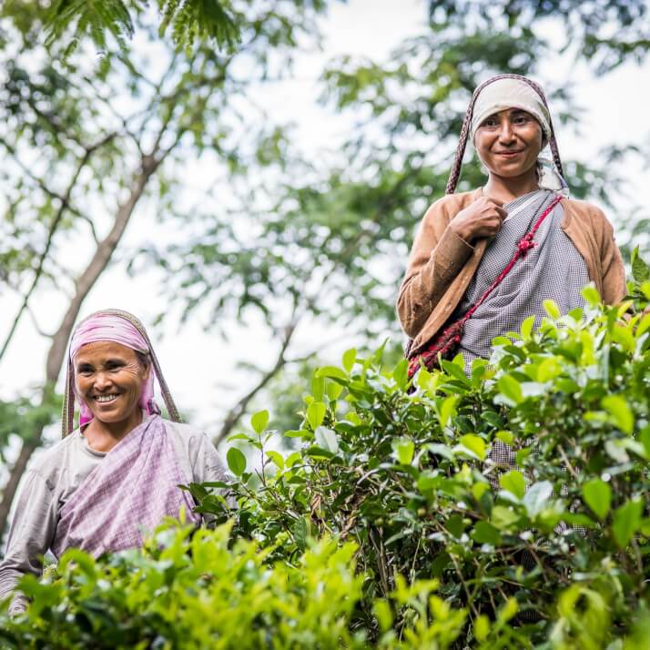 Rare Tea Company